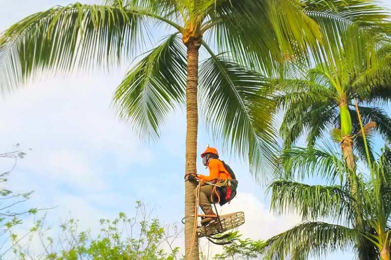 Palm Tree Trimming Arbor Works